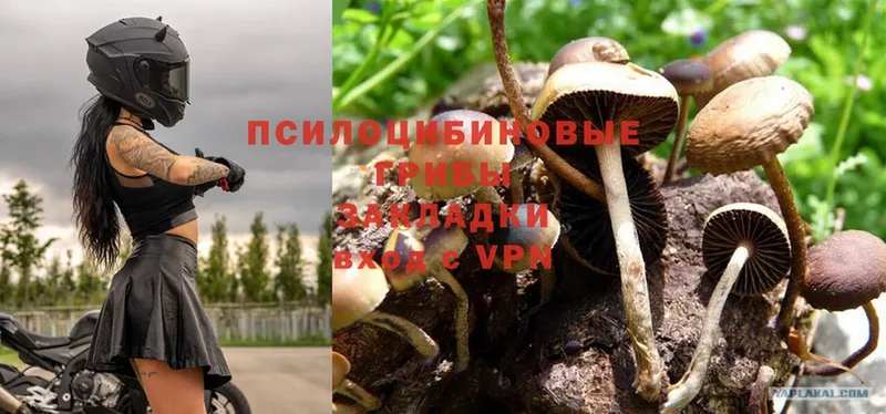 Галлюциногенные грибы Magic Shrooms Абинск